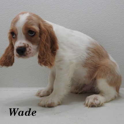 puppy, for, sale, Cockilear, Joe & Cherri  Overlease, dog, breeder, Miller, MO, dog-breeder, puppy-for-sale, forsale, nearby, find, puppyfind, locator, puppylocator, aca